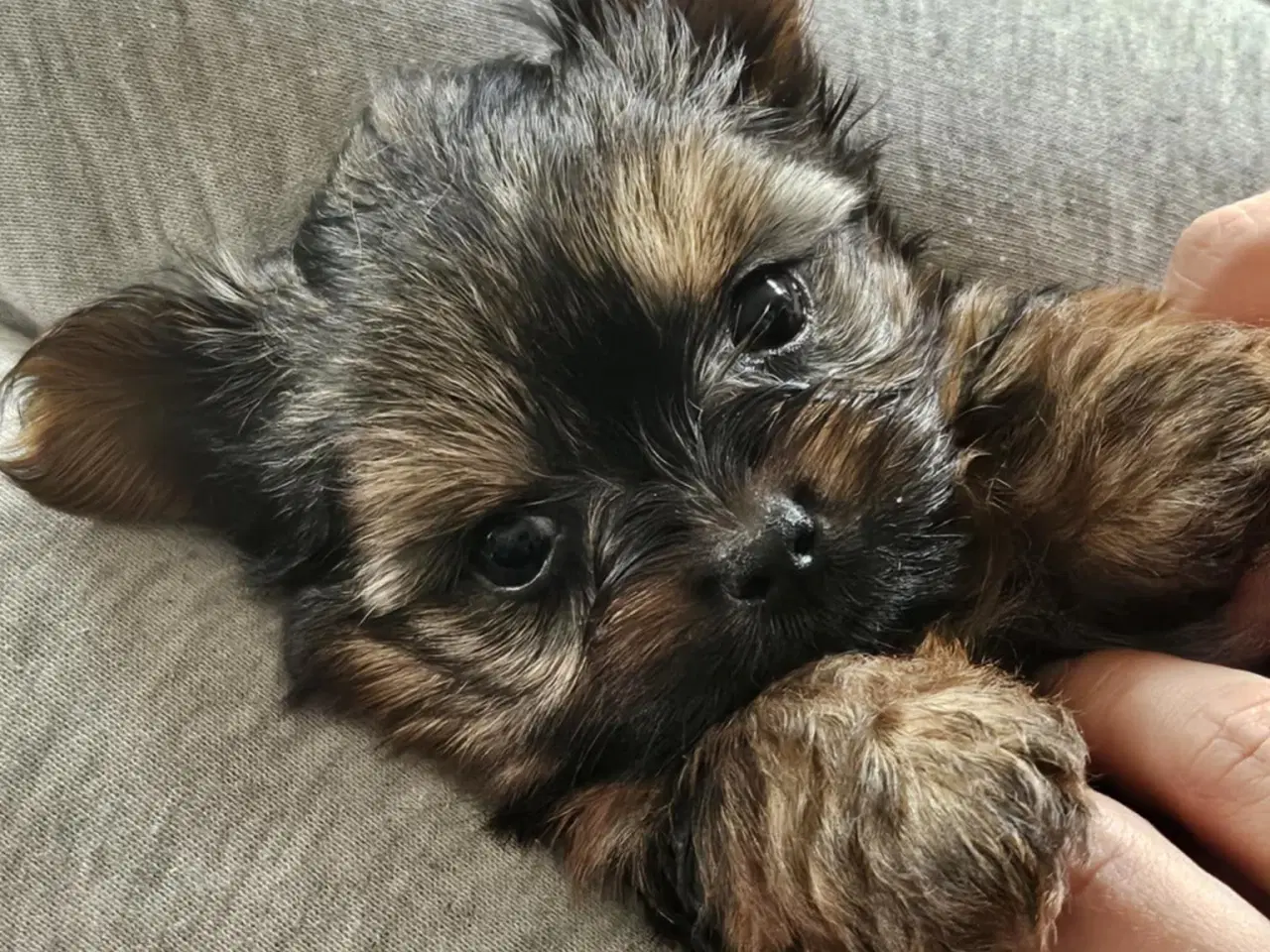 Billede 5 - 4 skønne Yorkshire Terrier hvalpe sælges 