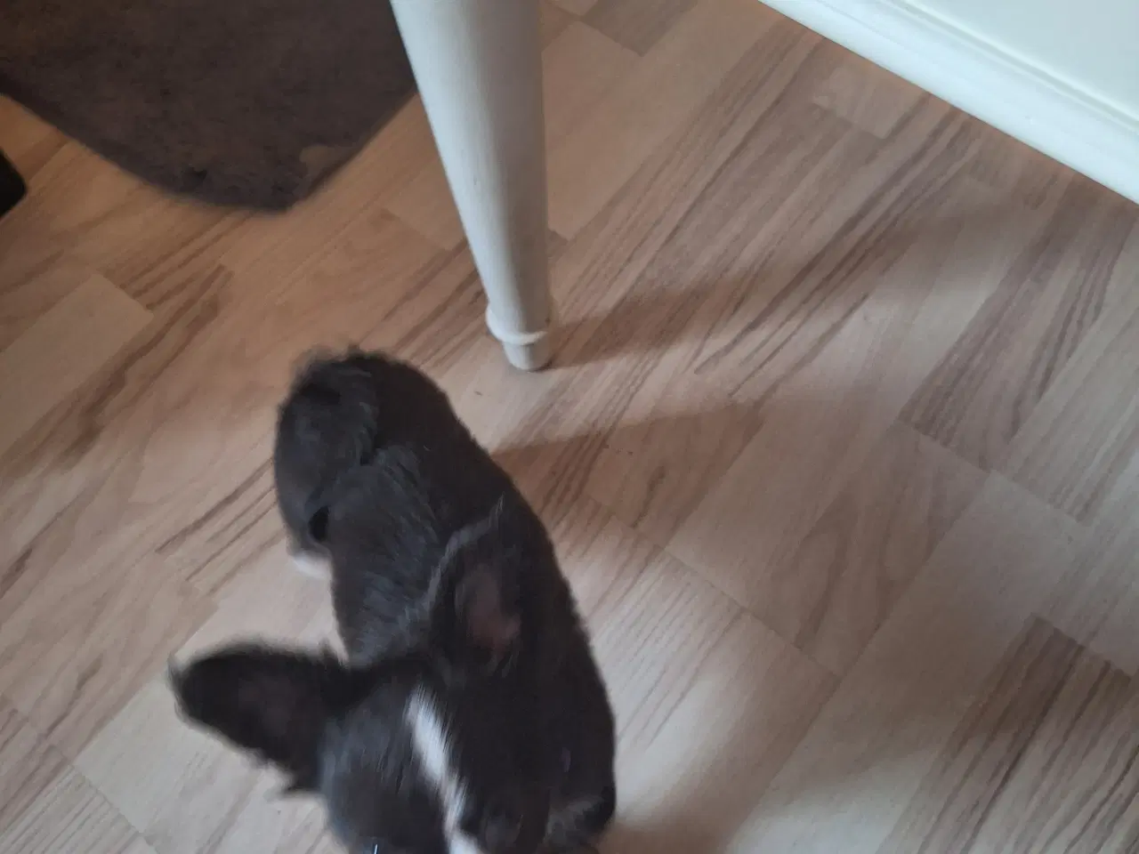 Billede 9 - papilion /chihuahua