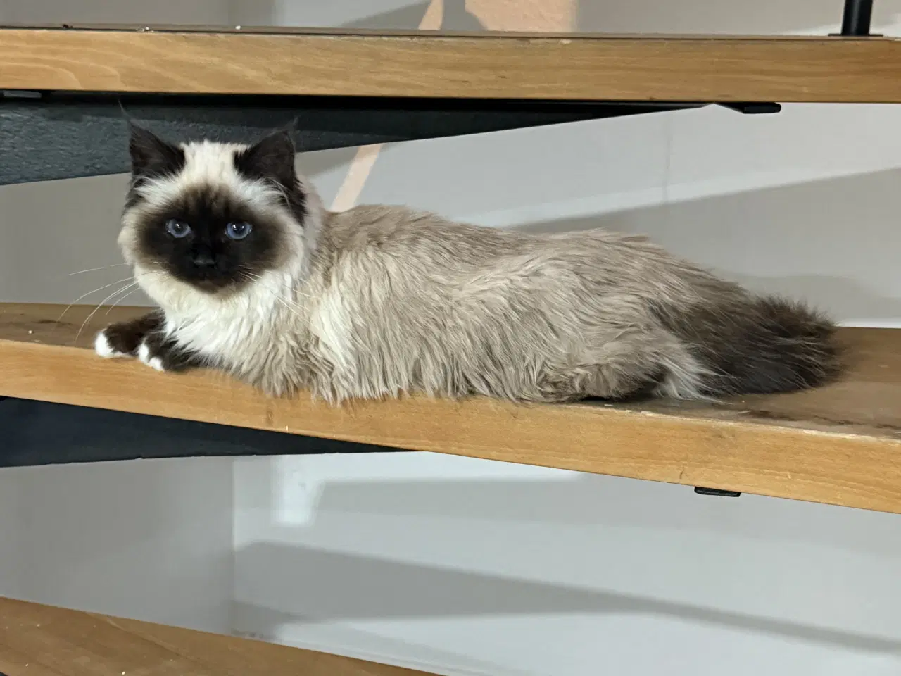 Billede 1 - Hellig birma killing