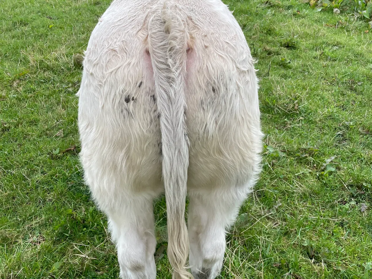 Billede 3 - Charolais tyr