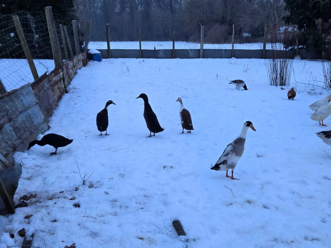 Billede 1 - Løbeænder i forskellige farver