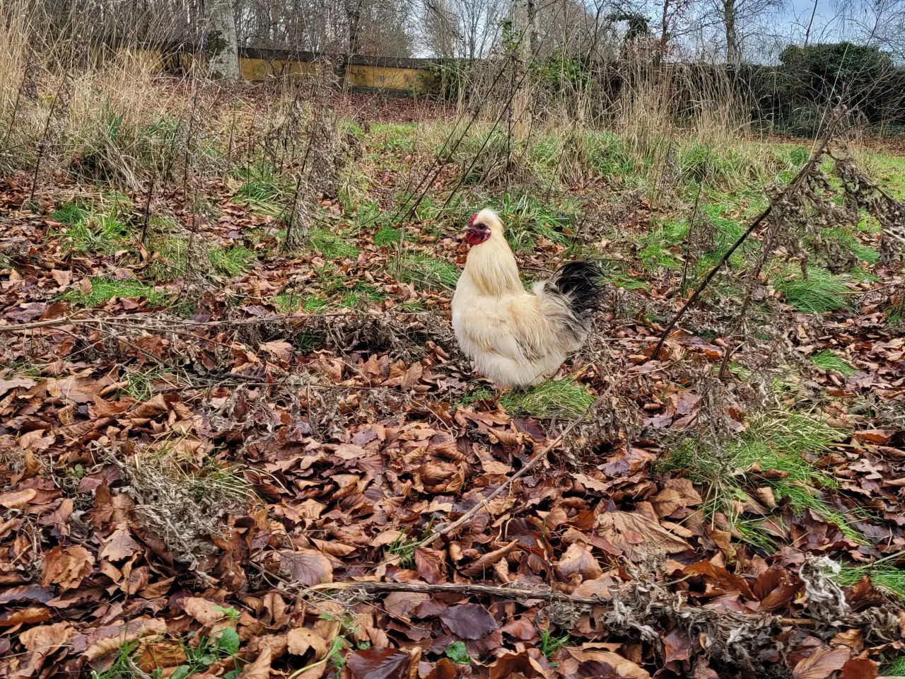 Billede 6 - Tre søde silkehaner sælges
