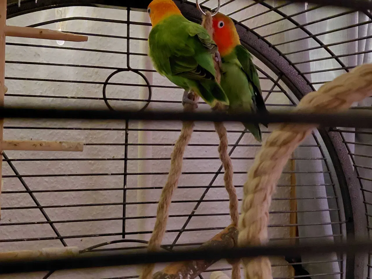 Billede 2 - Fint fuglebur og dværgpapegøjer 