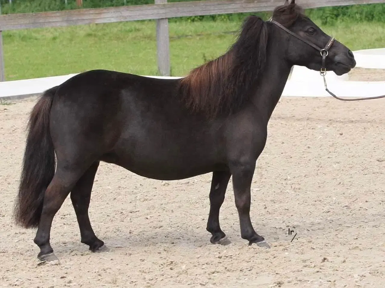 Billede 2 - Skønneste Falabella Heste