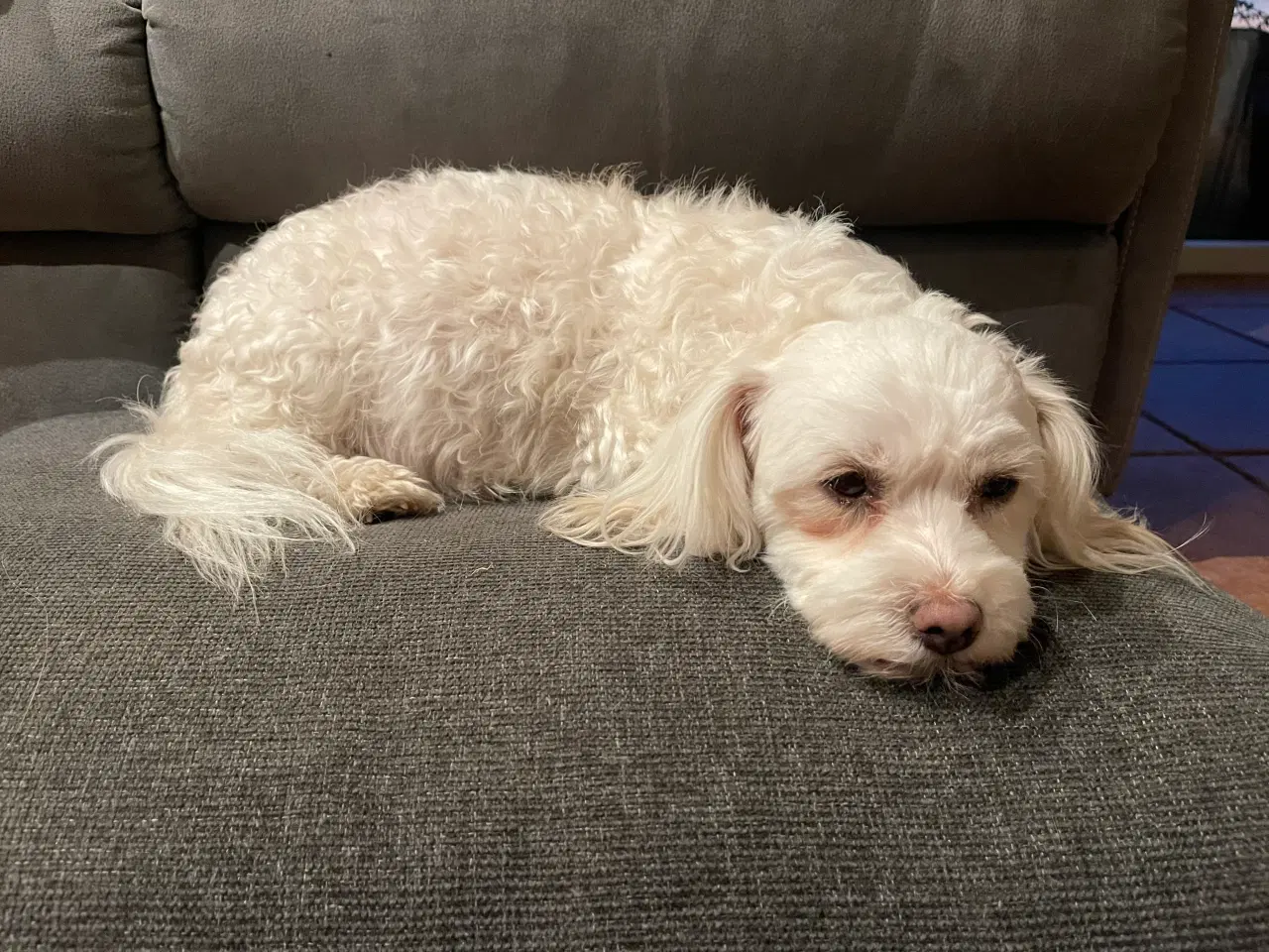 Billede 4 - Bichon Havanais