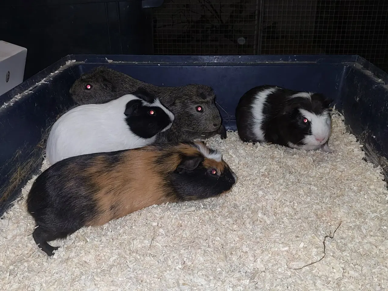 Billede 2 - Marsvine hanner sælges 