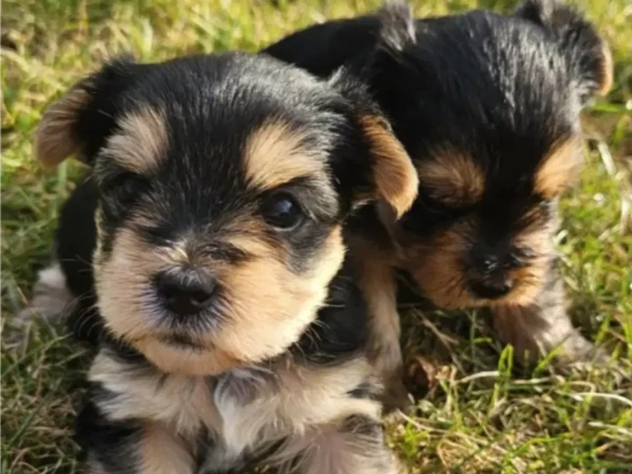 Billede 1 - Yorkshire terrier hvalpe søger kærlige hjem
