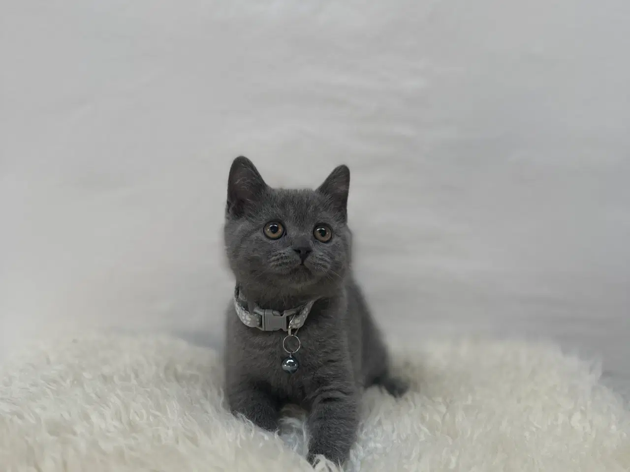 Billede 6 - ✨✨Salgsklare Blue British Shorthair killinger✨