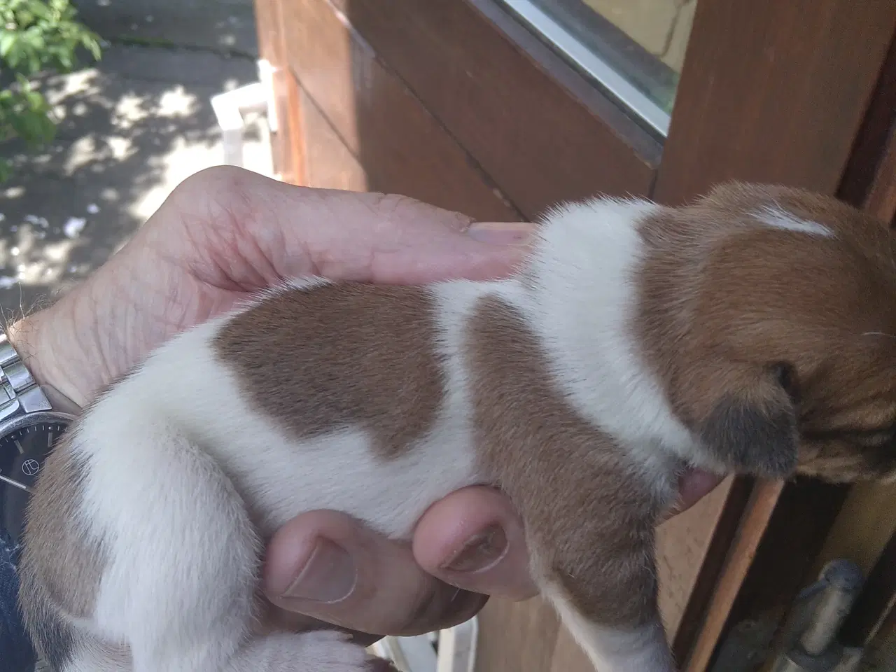 Billede 5 - Dansk Svensk gårdhund