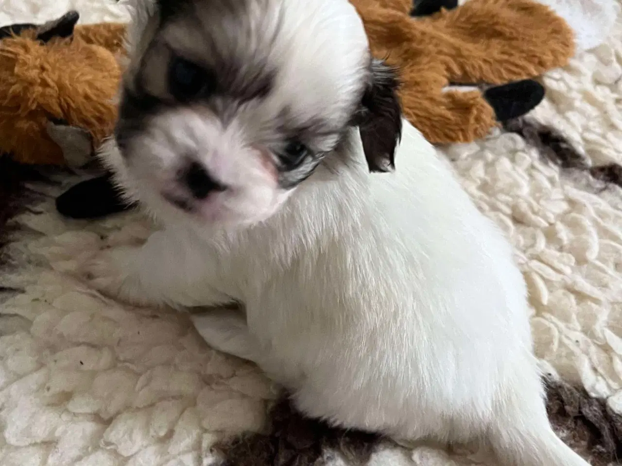 Billede 1 - Shih Tzu / Malteser Hvalpe