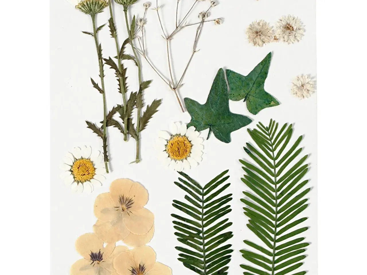 Billede 1 - Ægte tørrede blomster og blade, råhvid - 1 pk.
