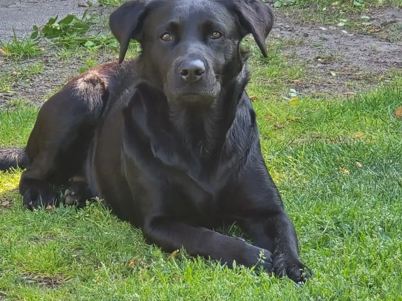 Billede 3 - Lækre familiehunde
