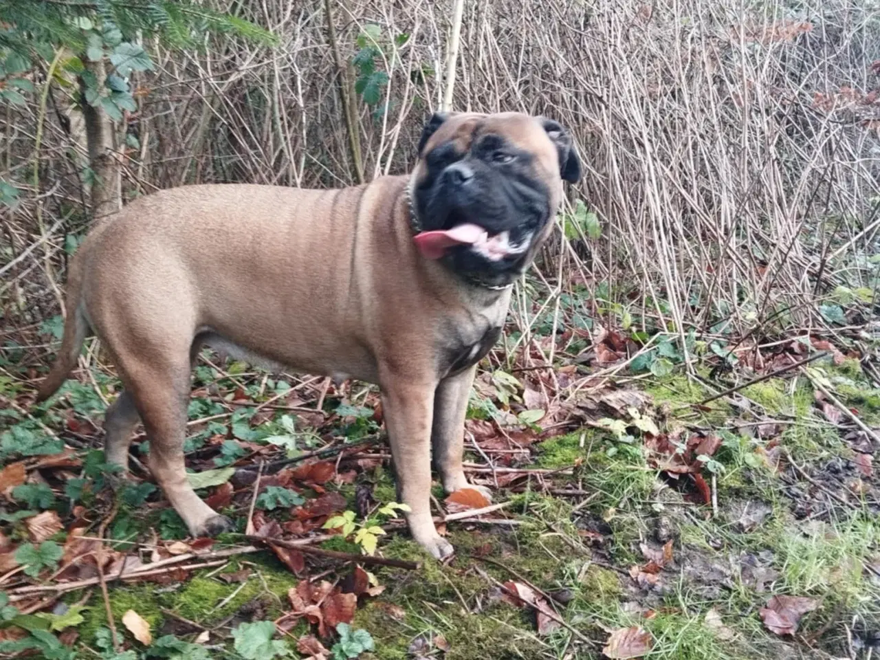 Billede 1 - Bullmastiff han søges til parring 