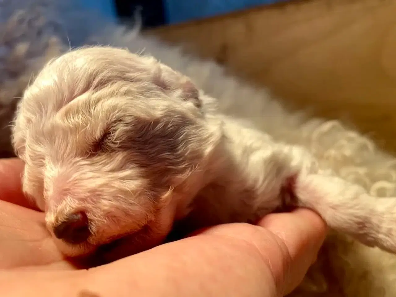 Billede 5 - Pudel / Bolognese