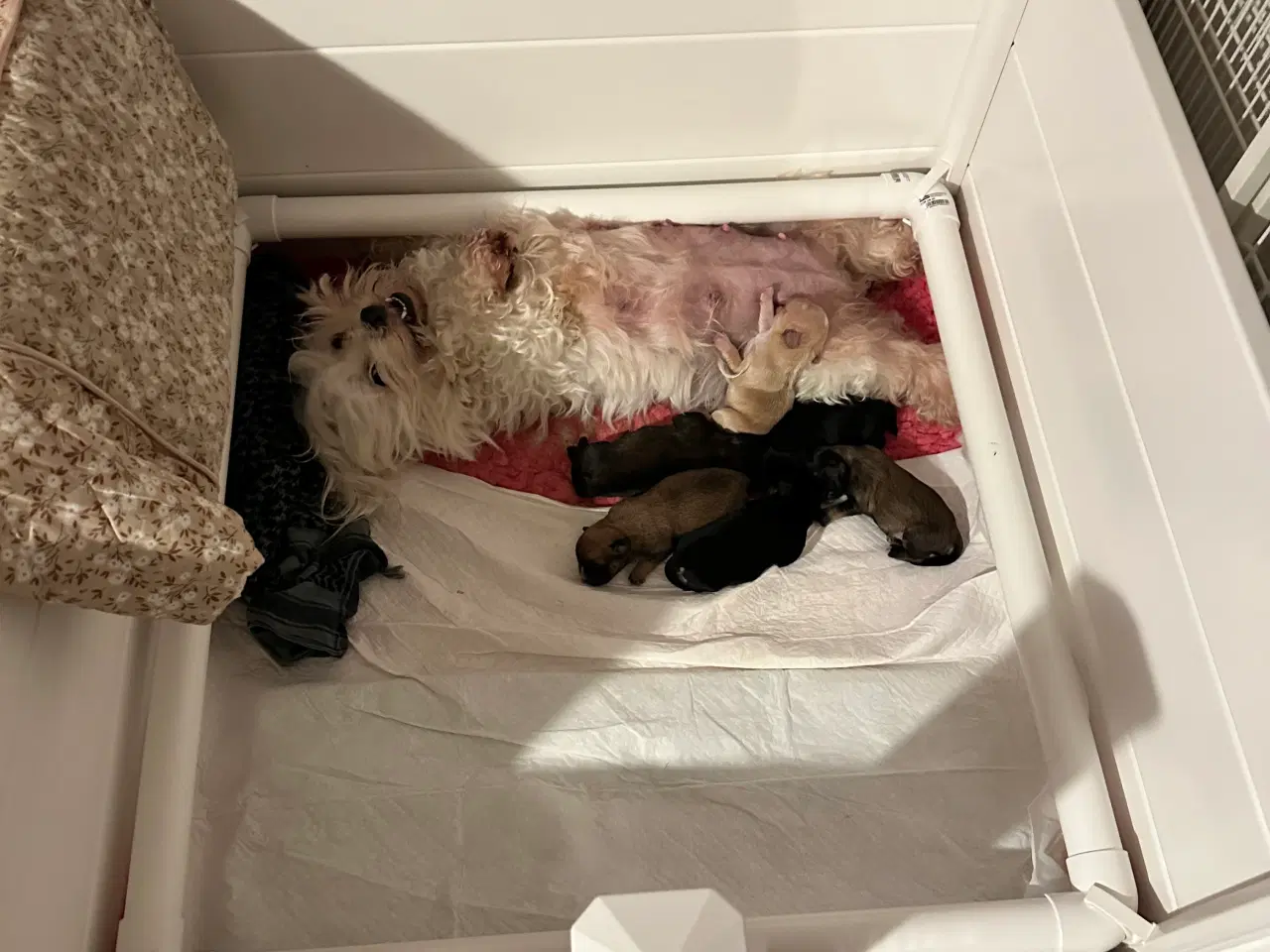 Billede 8 - Hunde valpe malteserblanding