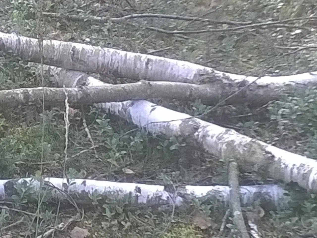 Billede 1 - Brænde