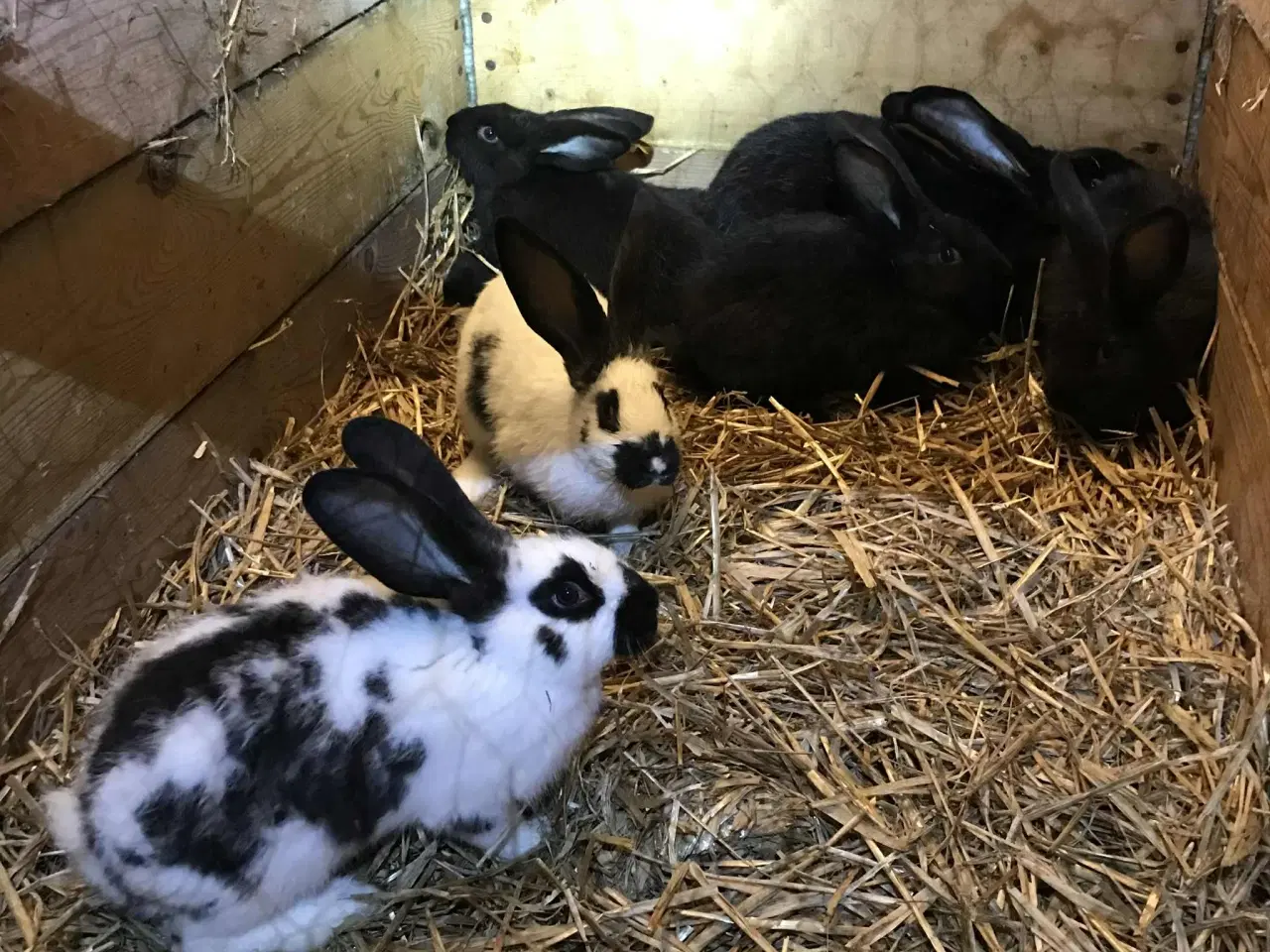 Billede 4 - Belgisk kæmpe og krydsninger sælges pga ophør