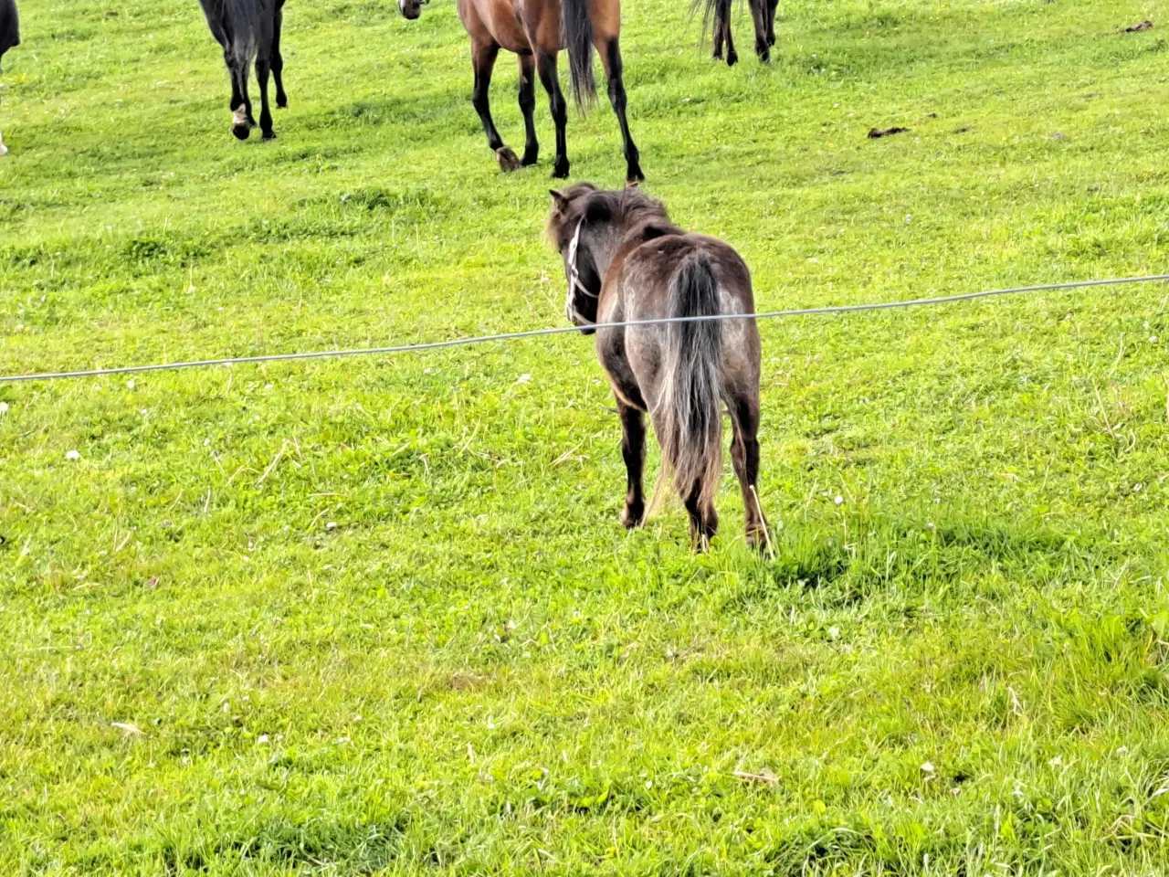 Billede 3 - Sød knapstruper pony