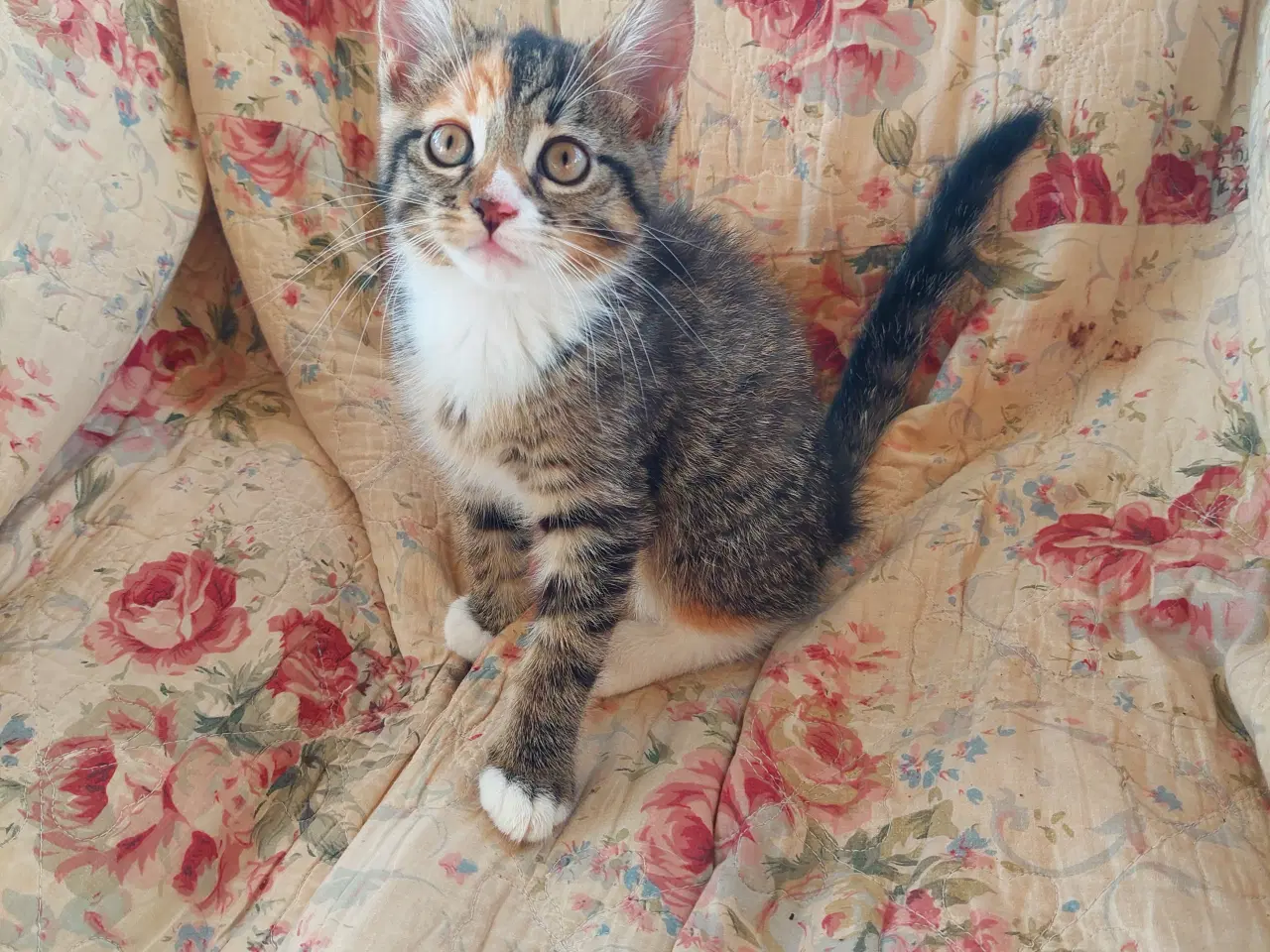 Billede 5 - Smukke tortie killinger