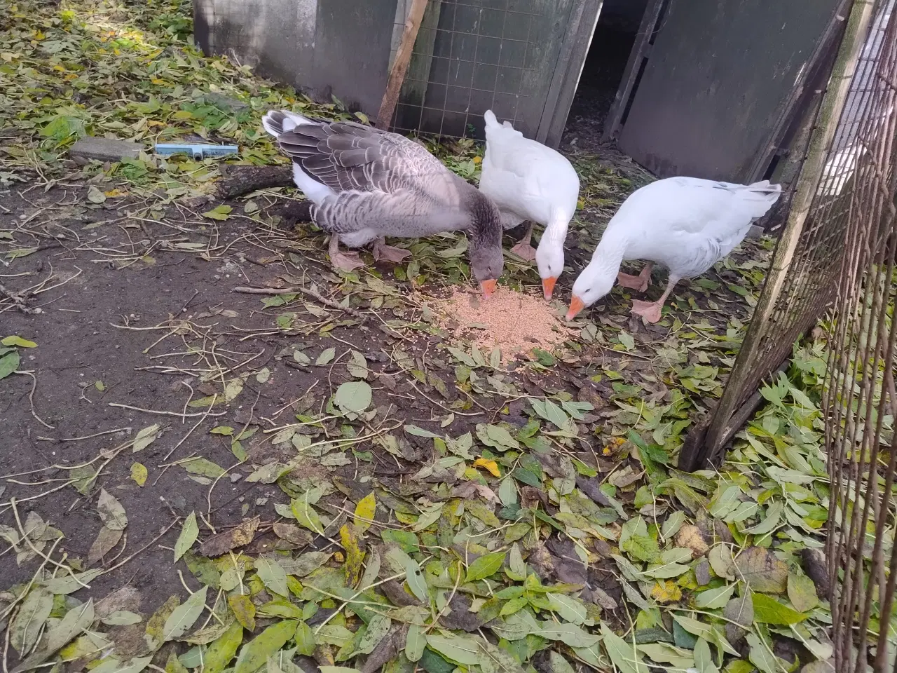 Billede 2 - 2 gæs og 1 gase, samlet pris 500,-