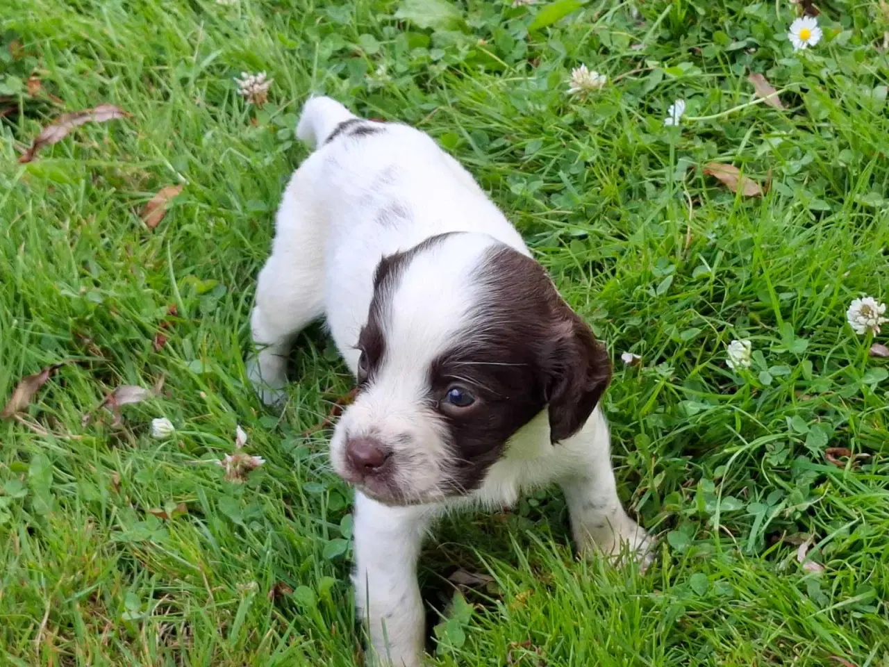 Billede 2 - Springer Spaniel hvalpe
