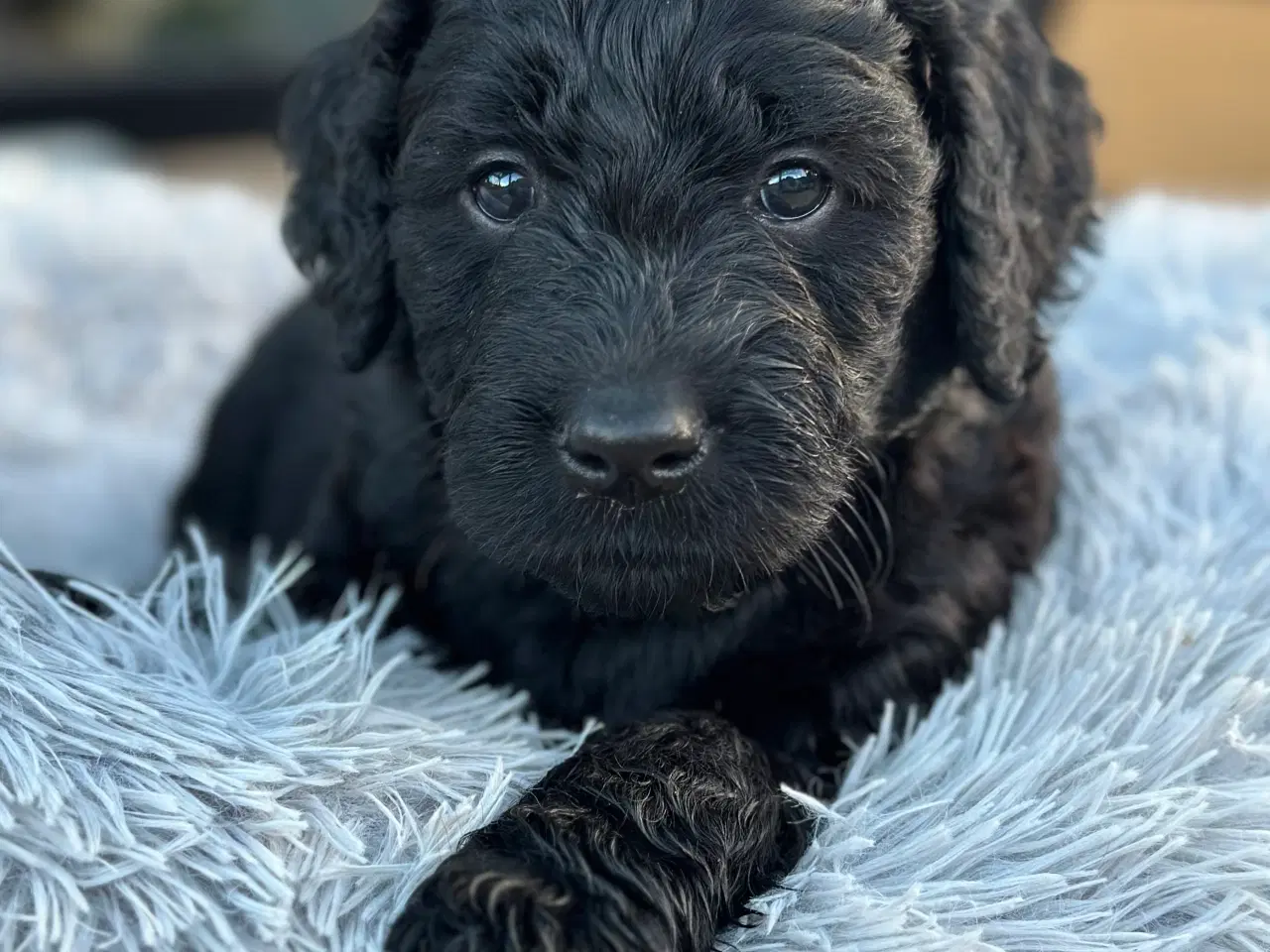 Billede 2 - Golden doodle hvalpe 