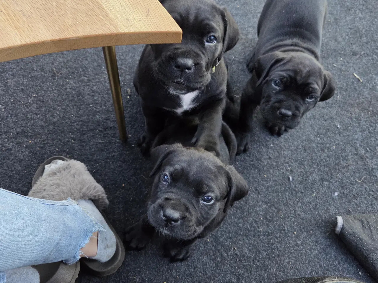 Billede 2 - CaneCorso hvalpe