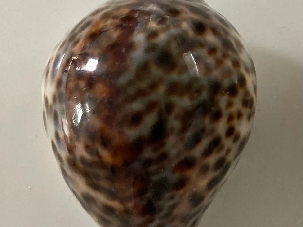 Billede 1 - Konkylie