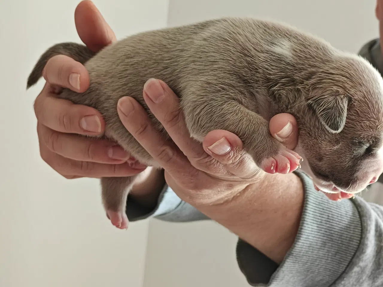 Billede 15 - American Bully hvalpe. 