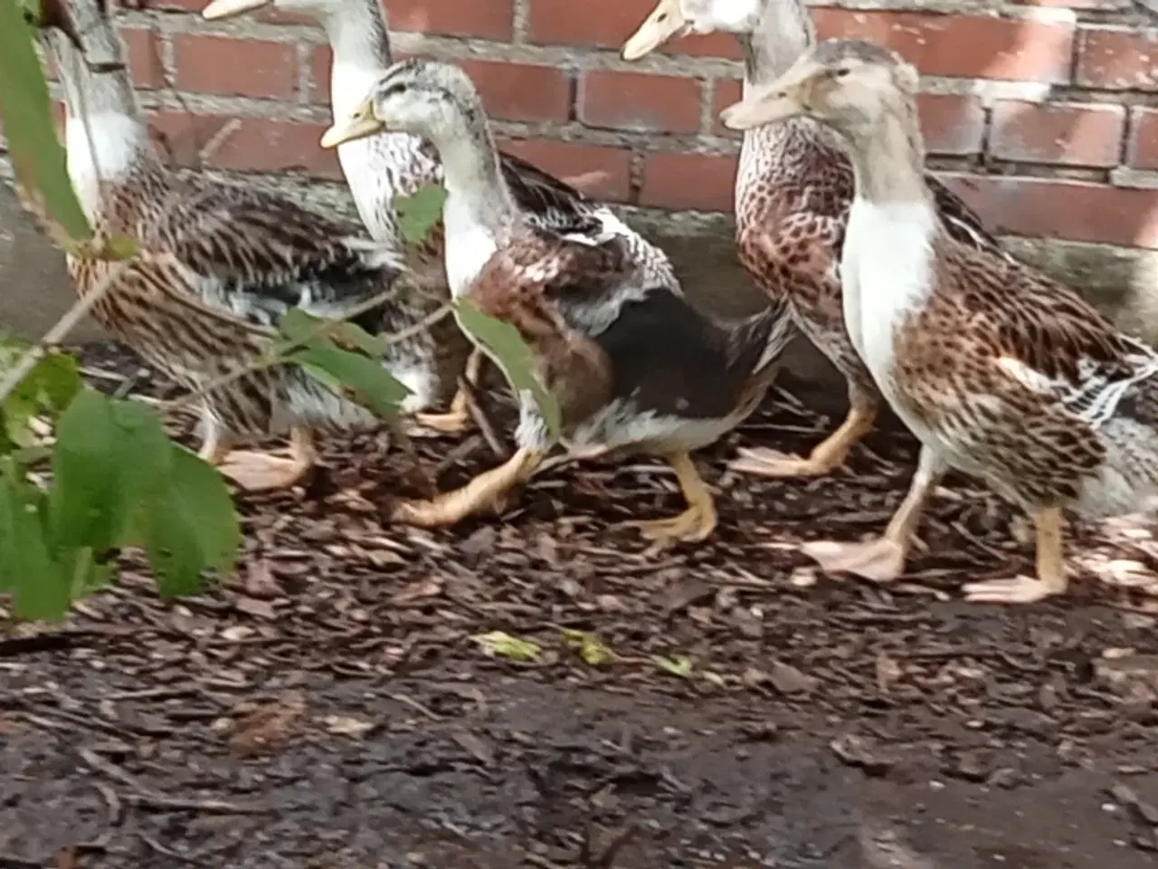 Billede 2 - Ællinger