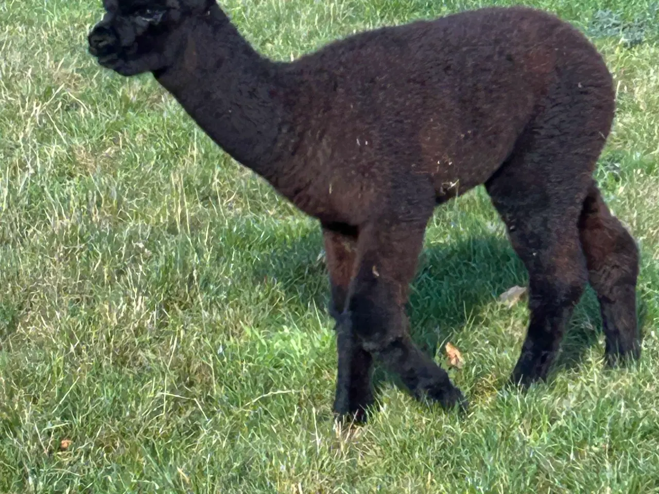 Billede 1 - Alpacahopper