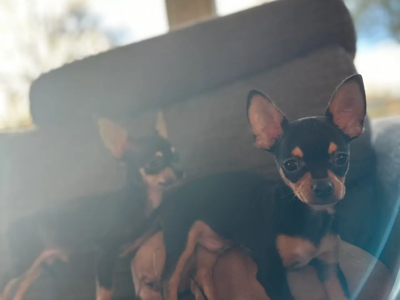 Billede 3 - Chihuahua hvalpe søger et kærligt hjem
