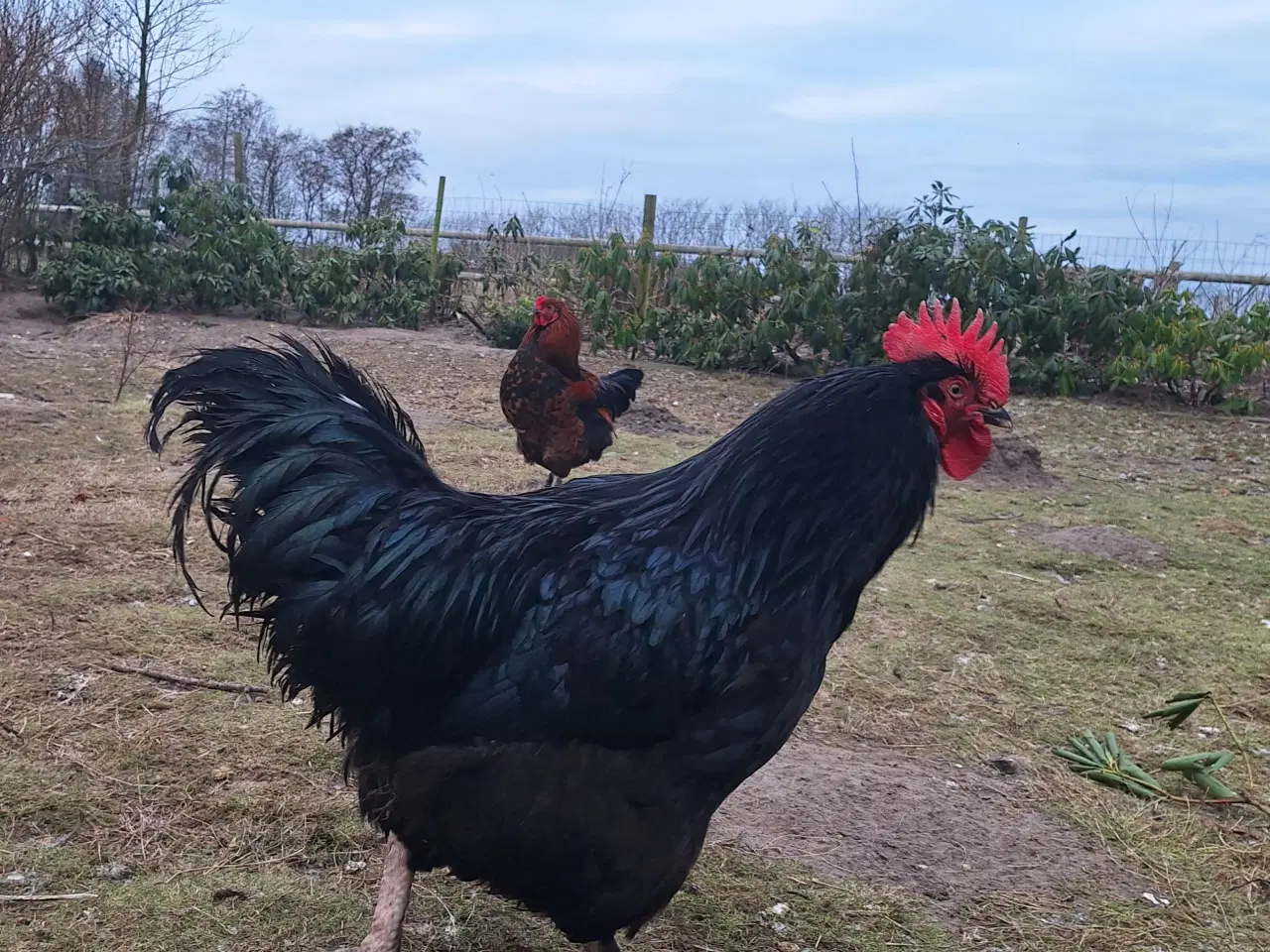 Billede 5 - Gudesmukke haner