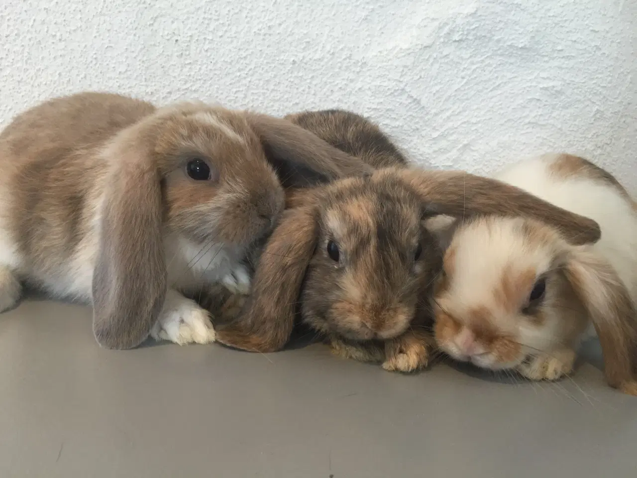 Billede 3 - Minilop & Dværgvædder kaninunger