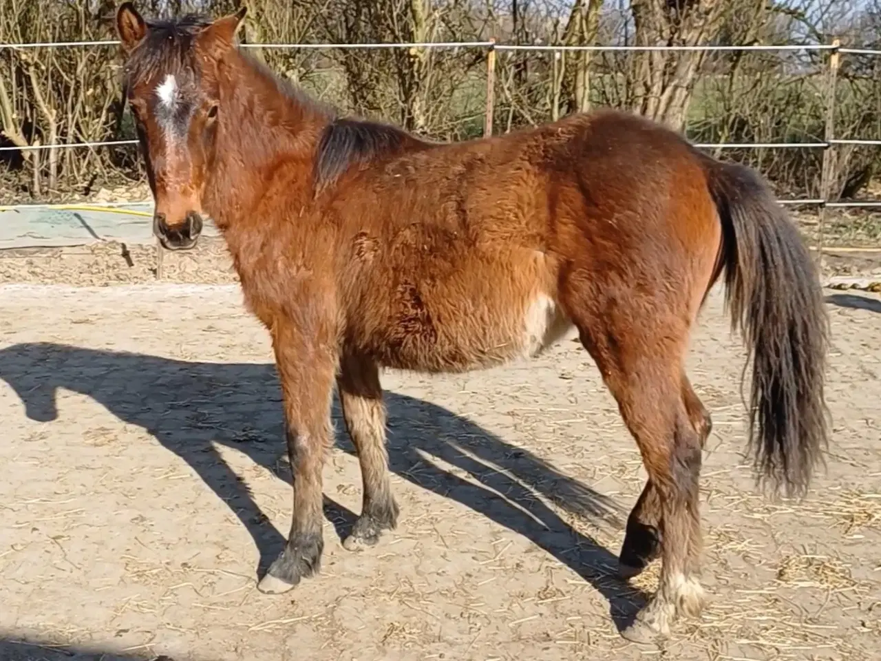 Billede 3 - dejlig ung  familie pony hoppe til salg 