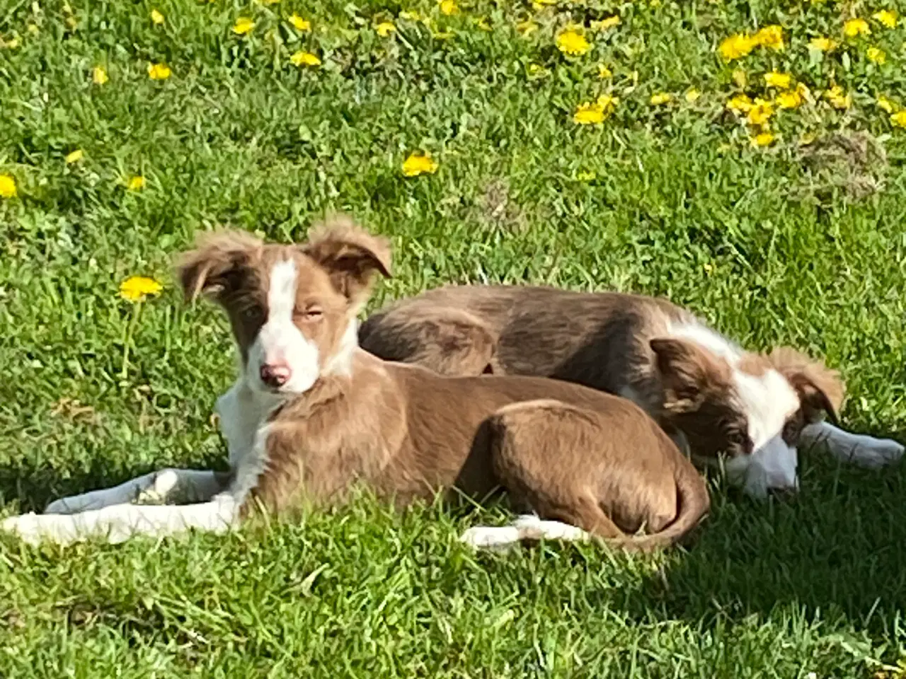 Billede 1 - Border collie