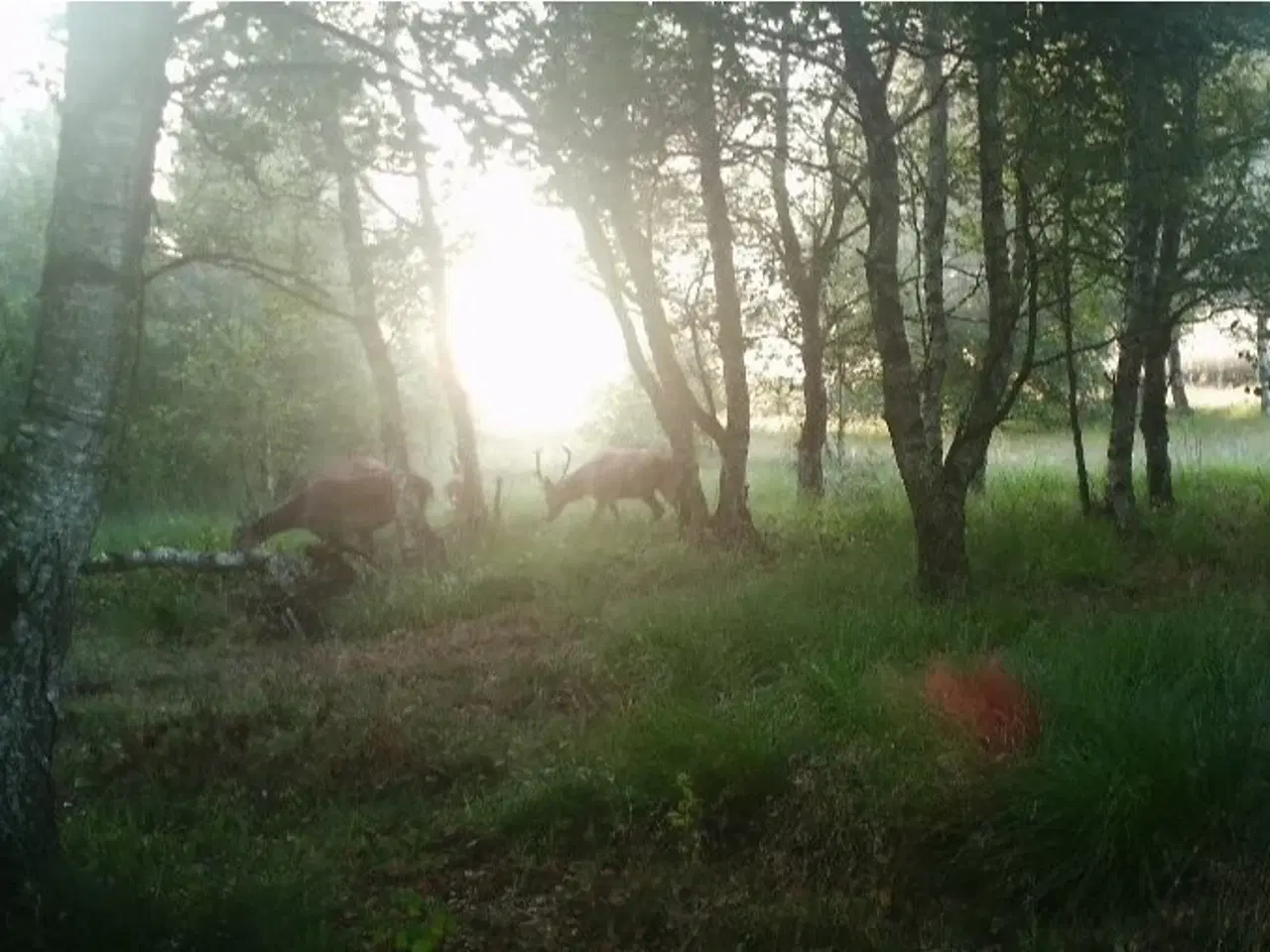 Billede 3 - 3,95 Ha frijord ved Vejen