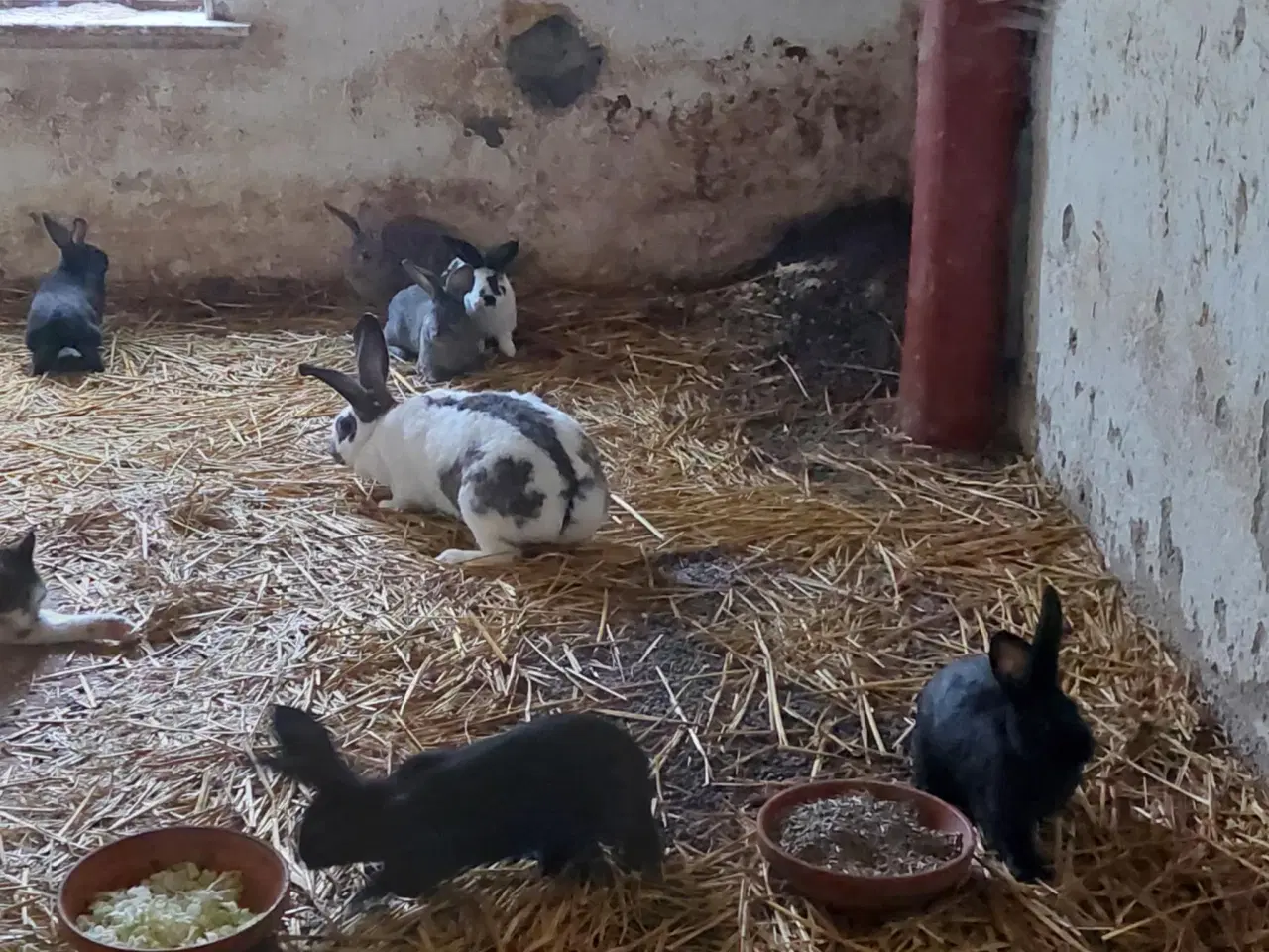 Billede 1 - Kanin Unger