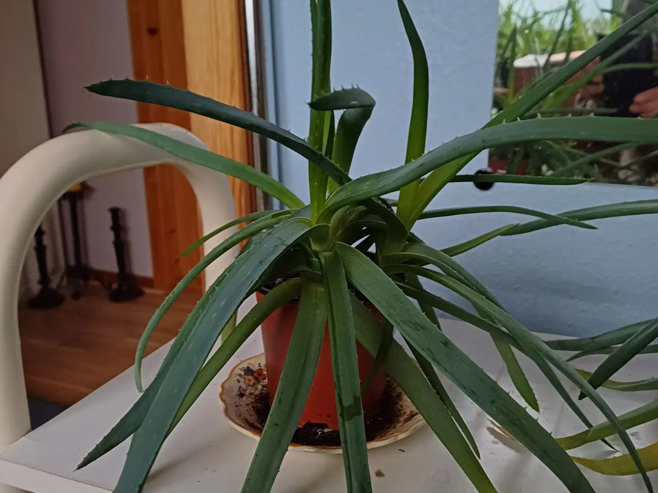 Billede 2 - Aloe Vera potteplanter - rigtig mange 