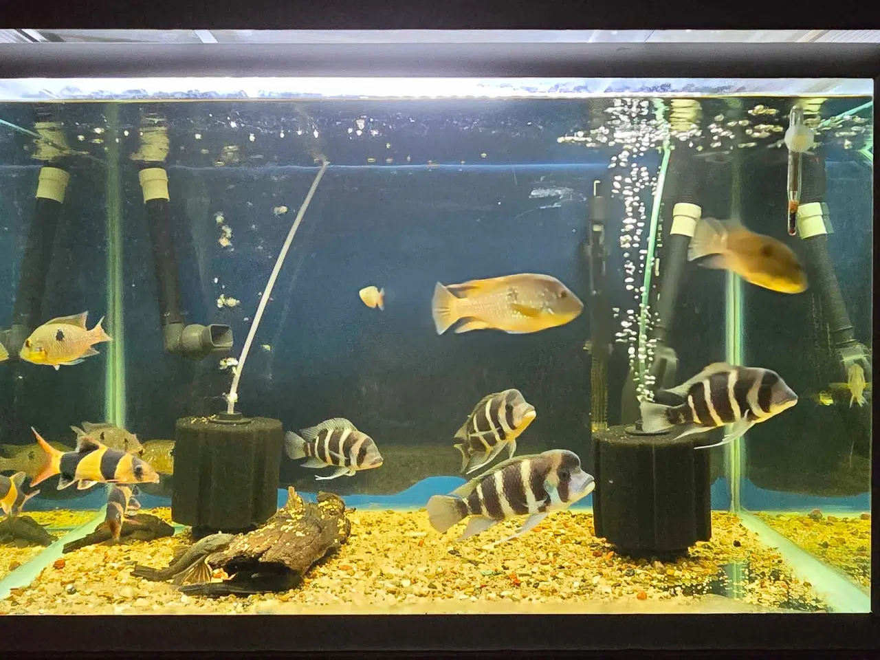 Billede 1 - Akvariefisk