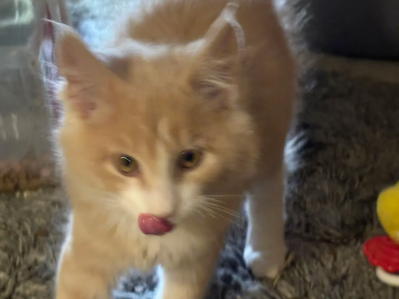 Billede 4 - Dejlige smukke og flotte