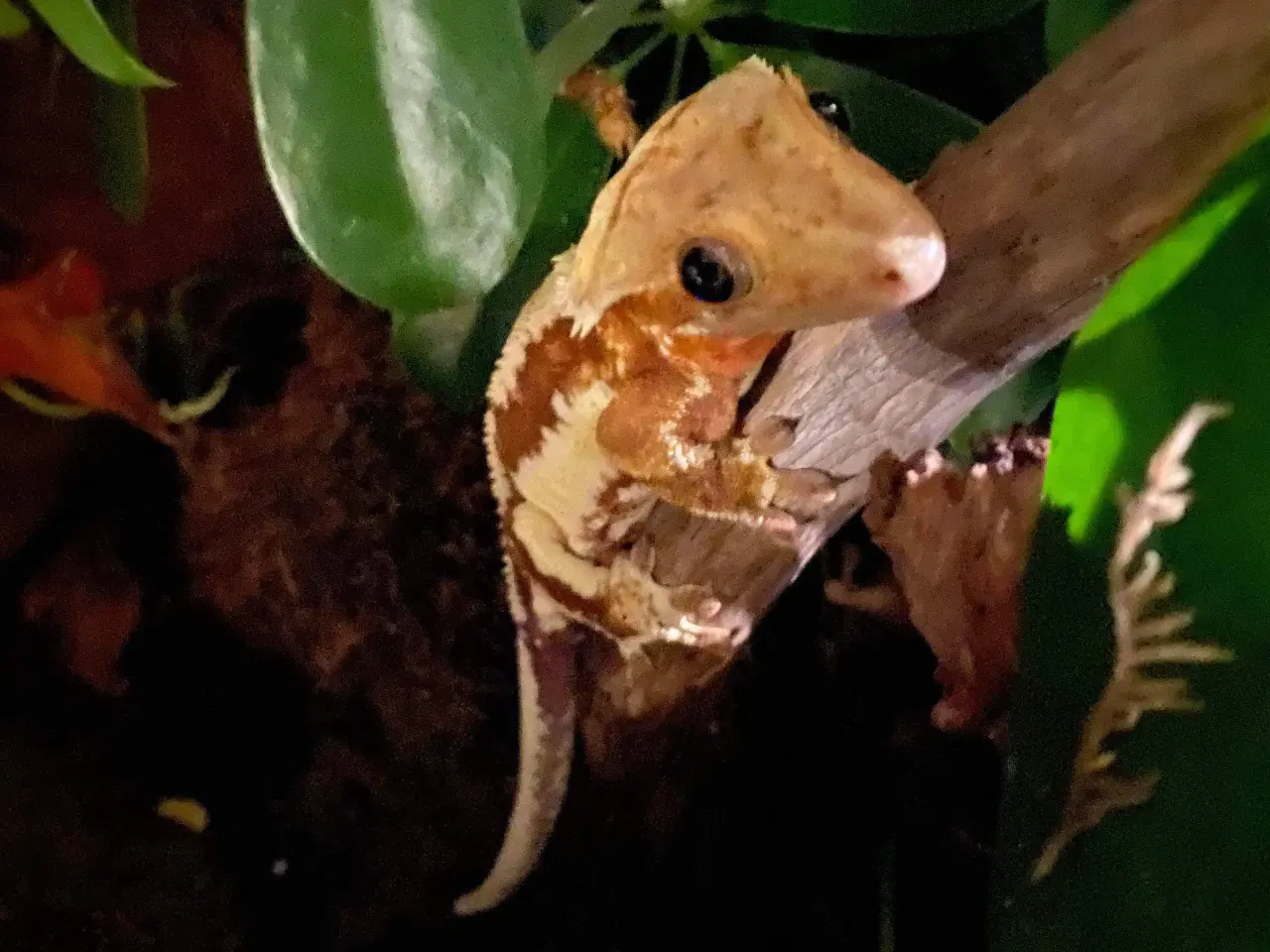Billede 2 - Kronegekko Lilly White 