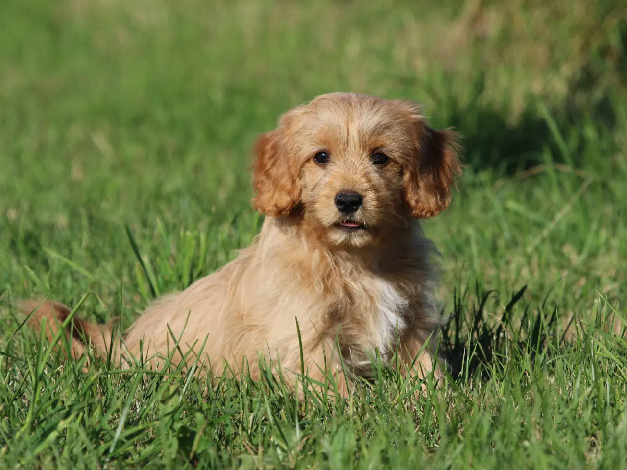 Billede 9 - Cavalier King Charles Spaniel