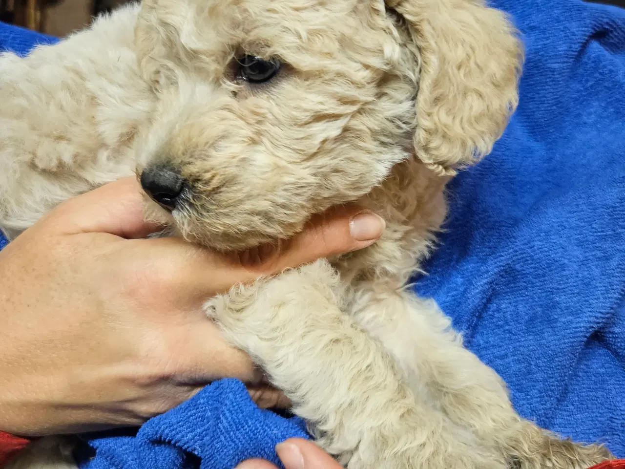 Billede 1 - Labradoodle hvalpe