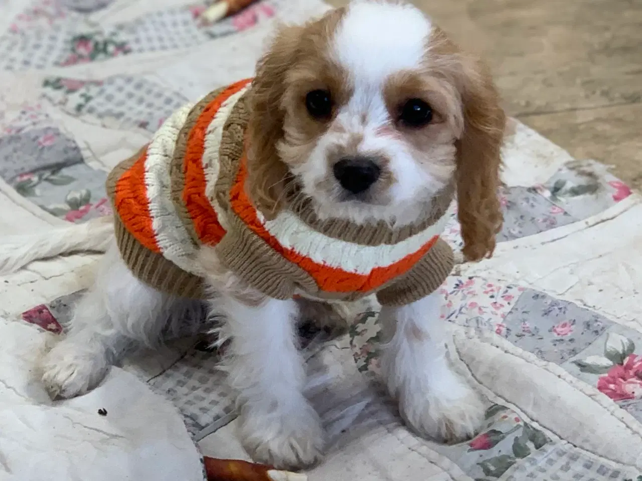 Billede 4 - Den yndigste cavapoo dreng er rejseklar 