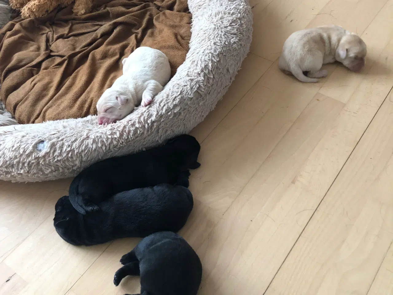 Billede 10 - 5 Perfekte søde små Labrador hvalpe