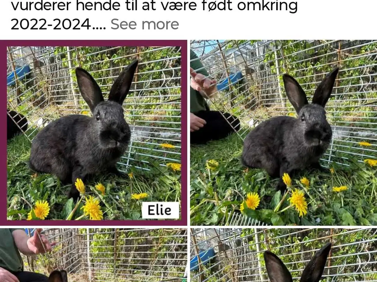 Billede 2 - Steriliseret, vaccineret hun kanin pige