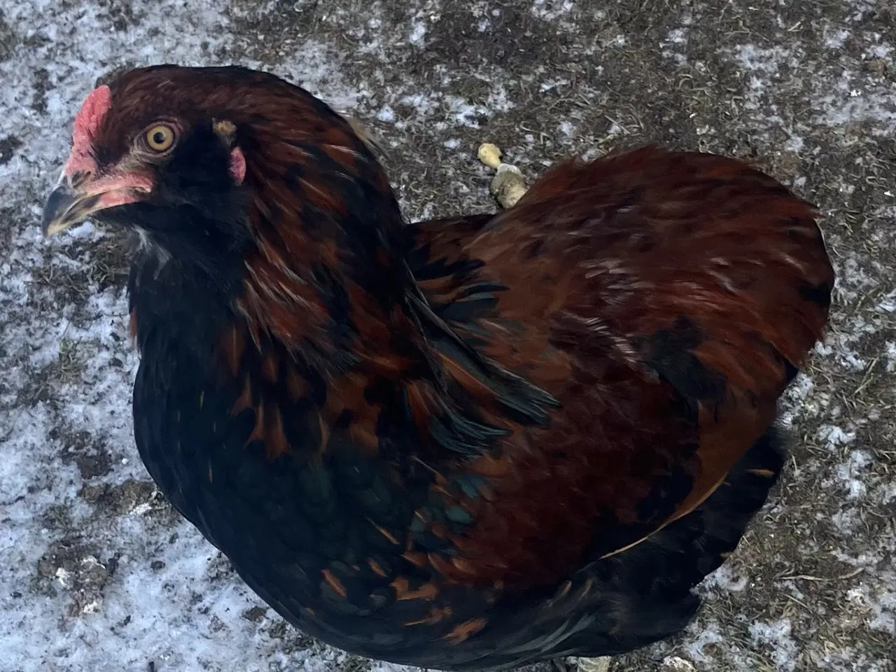 Billede 1 - Araucana /grønlægger HANE