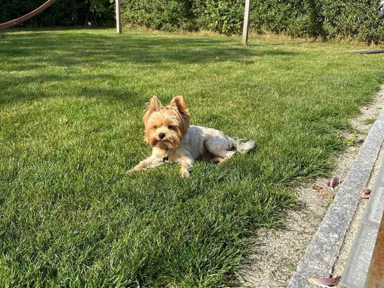 Billede 12 - Skønne Yorkshire Terrier hvalpe til salg!