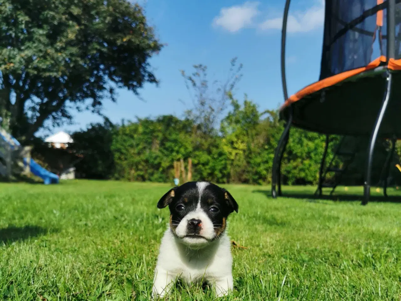 Billede 3 - Hunde hvalpe